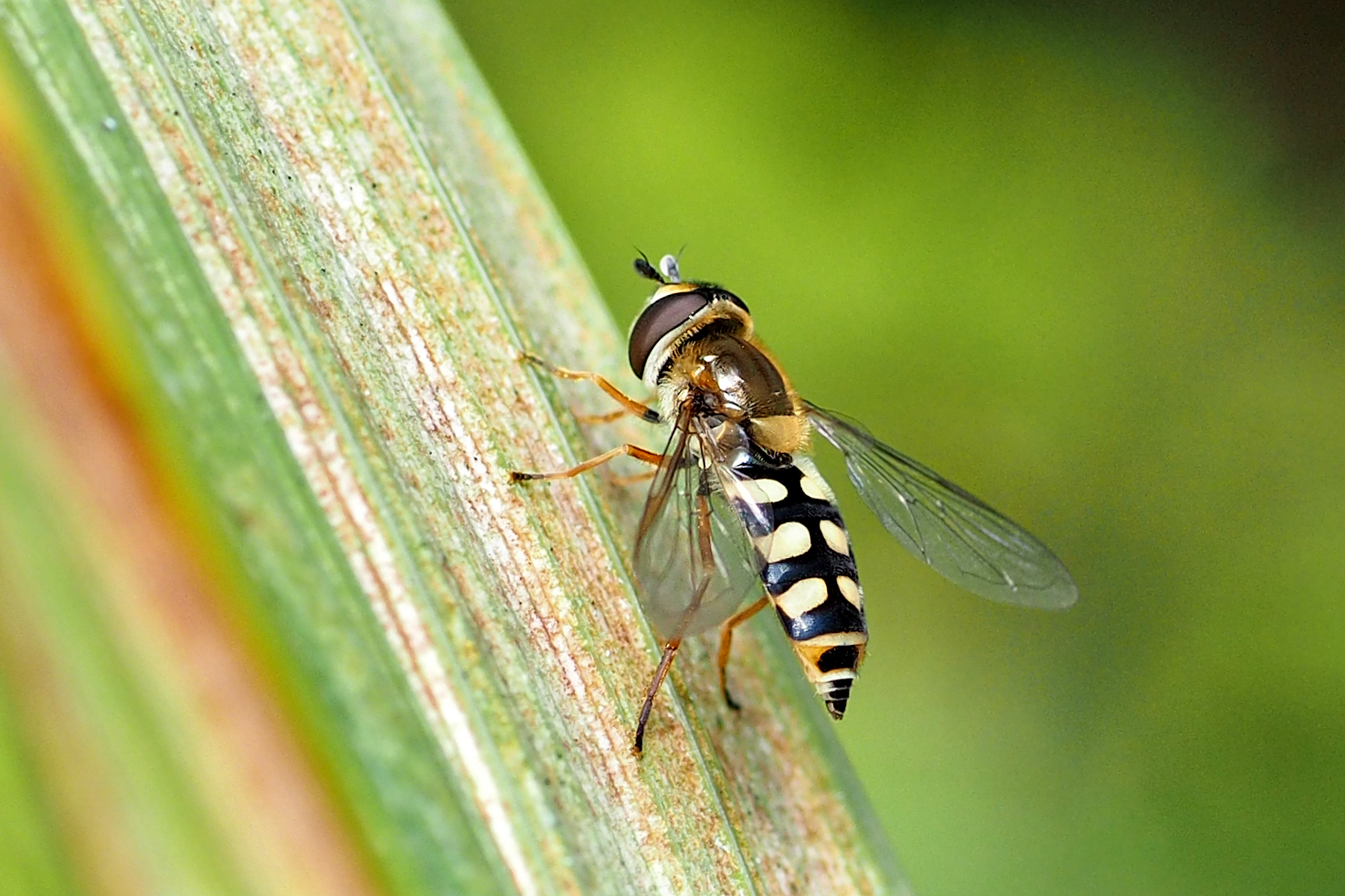 Welke kommazeefvlieg?